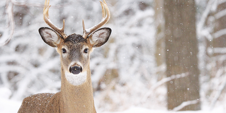 08-2-Assiniboine-Forest-deer-closeup.jpg (225 KB)